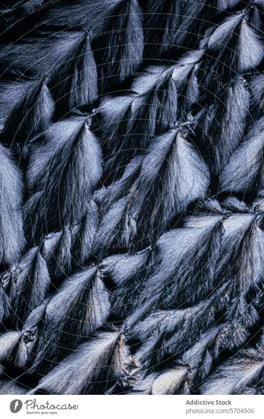 Nahaufnahme der Textur üppiger schwarzer Vogelfedern Feder Detailaufnahme Muster luxuriöses dunkel kompliziert natürlich Tierwelt Weichheit elegant organisch
