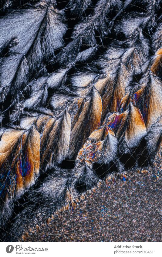 Nahaufnahme der Textur von bunten Schmetterlingsflügeln Makro Fotografie Flügel Muster Farbe pulsierend kompliziert Schönheit natürlich Insekt filigran