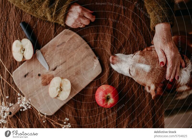 Gemütlicher Moment in der Küche mit Hund und Apfelschnitzen Haustier Scheibe Schneidebrett Zuneigung Hand hölzern gemütlich Tier Frucht Zubereitung von Speisen