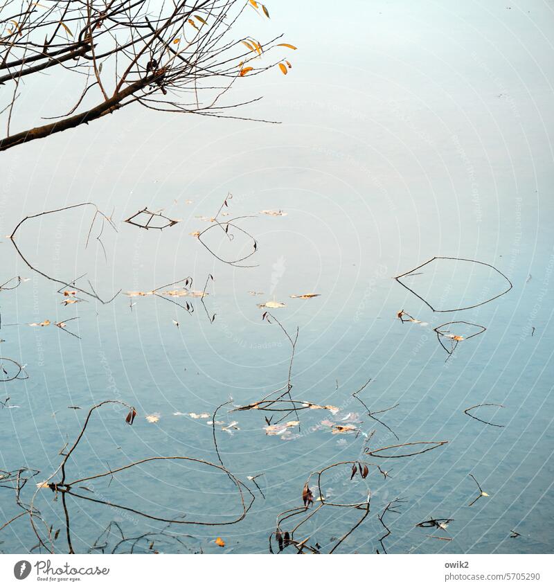 Treibgut Wasser Teich Waldsee Wasseroberfläche Zweige Wasserpflanzen Fragmente Blätter schwebend minimalistisch abstrakt Reflexion & Spiegelung Außenaufnahme