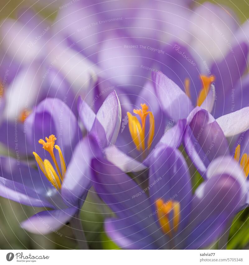 lila Krokusse leuchten im Sonnenlicht Blume Blüte Frühblüher Frühling Frühlingsgefühle violett Frühlingsblume Natur Pflanze Farbfoto Blühend Nahaufnahme