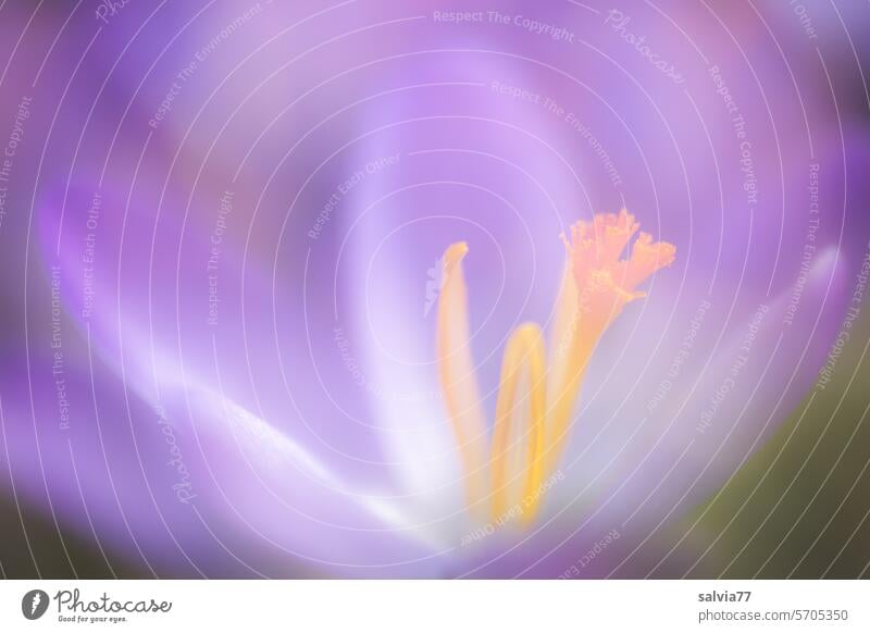 lila Krokusblüte weich und zart violett Blume Blüte Frühblüher Makroaufnahme soft Unschärfe Natur Frühling Frühlingsblume Frühlingsgefühle Pflanze Farbfoto