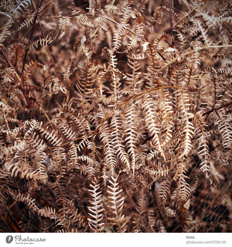 Farn im Winter vertrocknet Muster Struktur Natur Pflanze braun Umwelt Nahaufnahme Vergänglichkeit Jahreszeiten natürlich Ast Zweig Nahansicht filigran