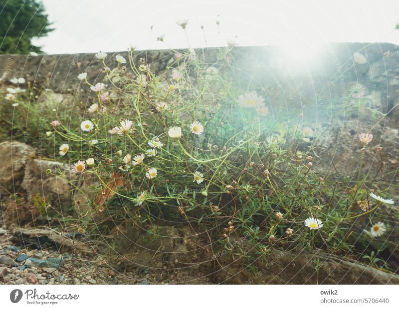 Alles für die spanische Gans Spanisches Gänseblümchen Pflanze Natur Mauerblumen Blüte Blume Nahaufnahme Gegenlicht Sonnenlicht leuchten strahlend Textfreiraum