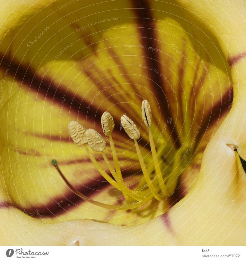 Sommerliche Einblicke Blume gelb Pflanze Makroaufnahme Detailaufnahme