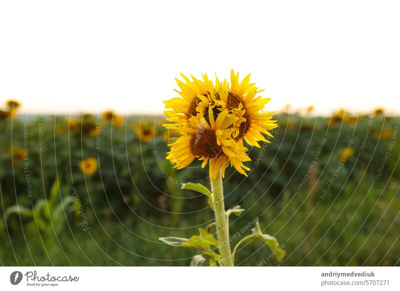 Ungewöhnliche veränderte Sonnenblumenmutation auf dem Feld. Deformierte, zusammengewachsene, mutierte gelbe Blume mit drei Köpfen. Klimawandel, globale Erwärmung.
