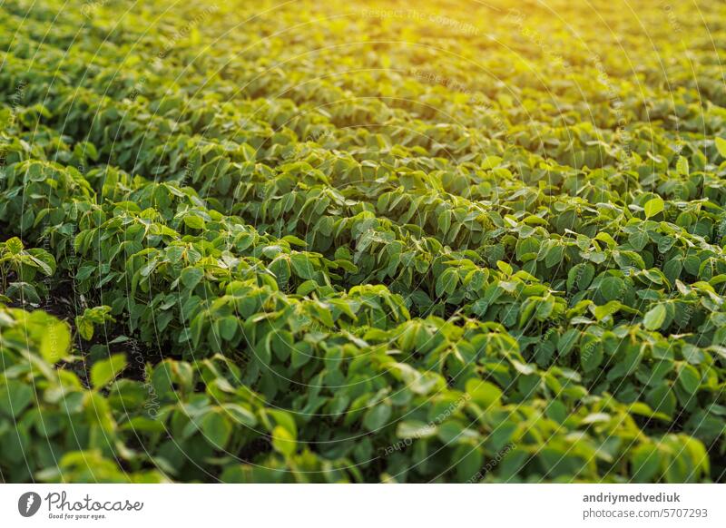 Landwirtschaft. Sojabohnen grüne Pflanzen wachsen in Reihen in kultivierten Feld. Ökologischer Landbau. Landwirtschaftliche Soja-Gemüse-Plantage, gesunde Ernährung. Modernes Agribusiness. Bio Lifestyle Ackerland