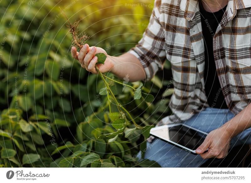 Intelligente Landwirtschaft. Ein Landwirt kontrolliert mit einem digitalen Tablet das Wachstum und die Entwicklung von Sojapflanzen auf dem Feld. Ein Agronom untersucht und kontrolliert die Wurzeln der grünen Sojasprossen vor der Ernte. Agrarwirtschaft