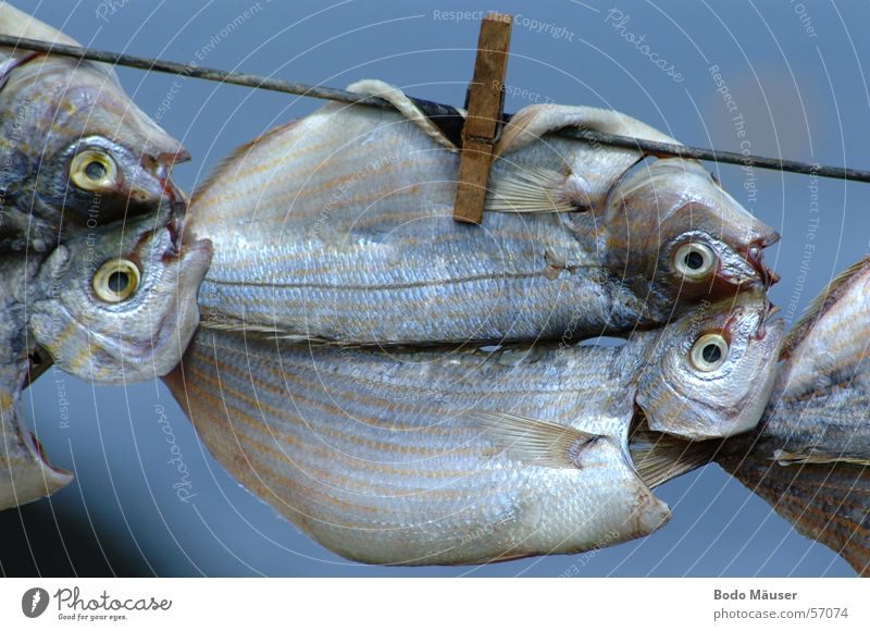 Fische trocknen an Leine Wäscheklammern Luft Lanzarote Fischereiwirtschaft fish laundry-more clammy drying air