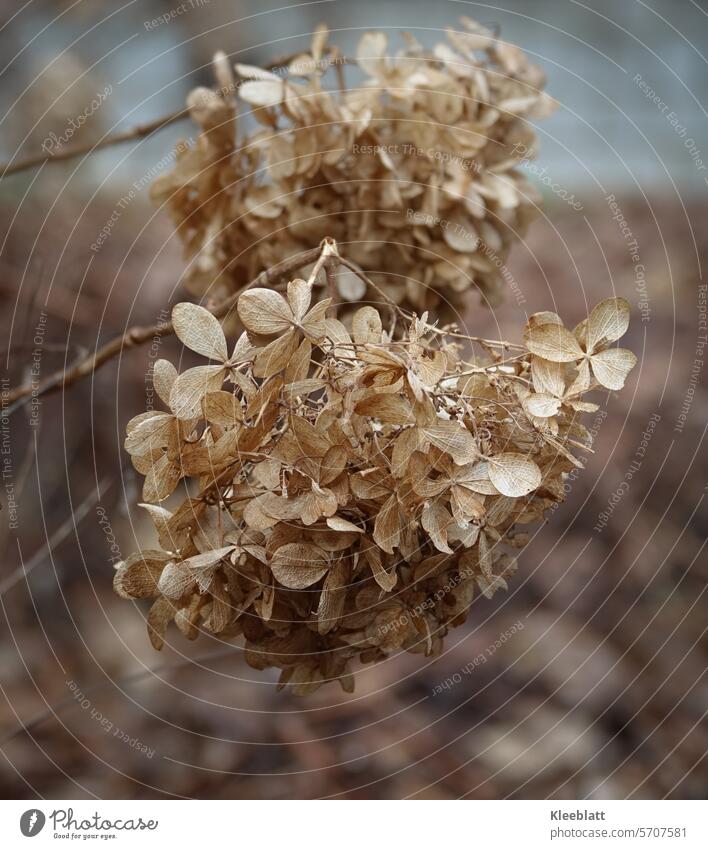 Hortensia - verblühte Schönheit vertrocknet Blüte Pflanze Vergänglichkeit Wandel Tod und Erneuerung Wandel der Zeit Jahreszeiten Verfall getrocknet