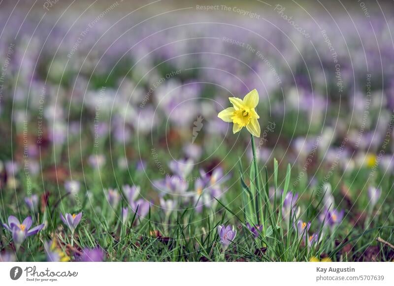 Frühlingsbote Narzisse Narcissus Osterglocke Amaryllidoideae Gelbe Blüte Blütenstand Spargelartige Osterblume Pflanzen Flora Botanik Amaryllisgewächse Krokusse