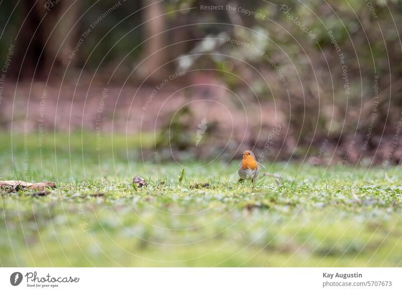 Rotkelchen Vogel kleiner Vogel Rotkelchen im Rasen Wildlife Vogelfotografie Vogelwelt Tierreich Gefieder Schnabel Orange Singvögel Passeri Sperlingsvögel