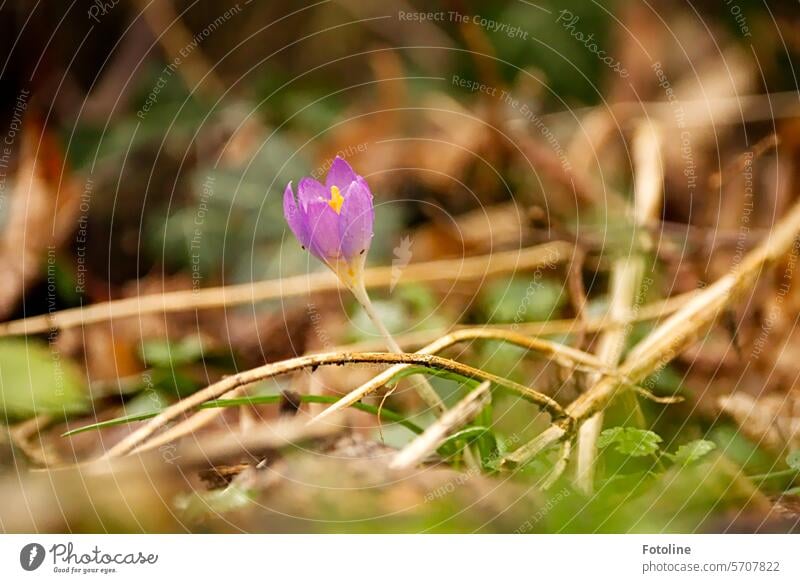 Ein einsamer Krokus kündigt den Frühling an. Krokusse Blume Blüte violett Pflanze Blühend Nahaufnahme Frühlingsgefühle Frühblüher Farbfoto Blumen Blütenblatt