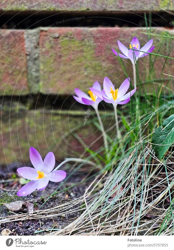 Zart violette Krokusse mit ein paar Tropfen recken sich vor einer Mauer in die Höhe und begrüßen den Frühling. Blume Blüte Pflanze Blühend Nahaufnahme