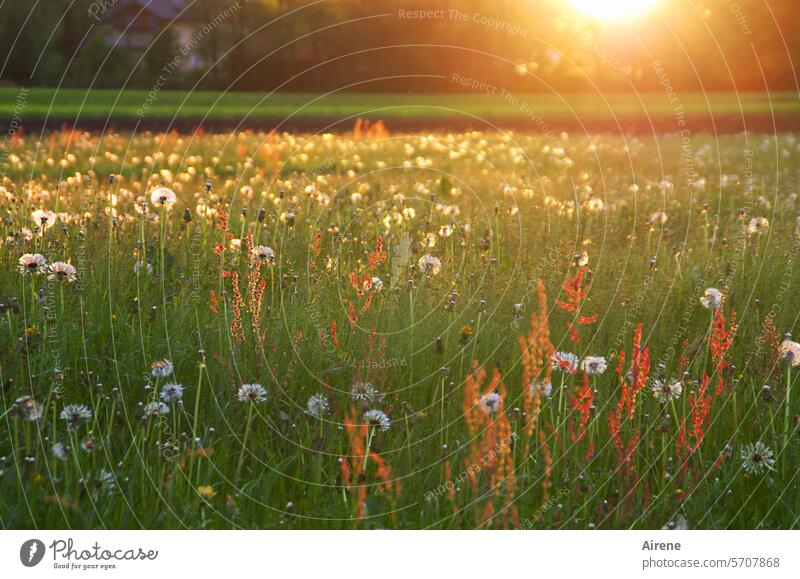 in Licht getaucht Wiese Wiesenblume Sommerabend Abendlicht blühen warmes Licht Löwenzahn üppig grün sommerlich Sonnenlicht natürlich Gras Blumenwiese Blühend