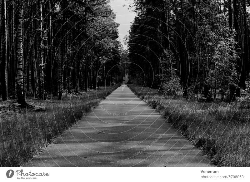 Analoge Schwarzweißfotografie. Radweg im Wald im Sommer mit Licht und Schatten analog Analogfoto analoge fotografie Analogfotografie Analoges Foto analogue