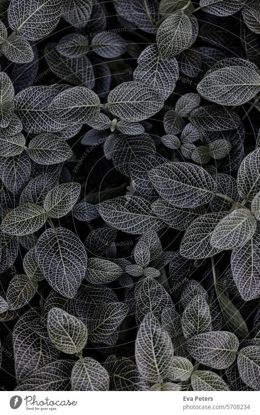Nahaufnahme einer Fittonia Pflanze Fittonia albivenis Blatt Natur Garten botanisch Hintergrund Flora Blätter Botanik natürlich Laubwerk Zimmerpflanze frisch