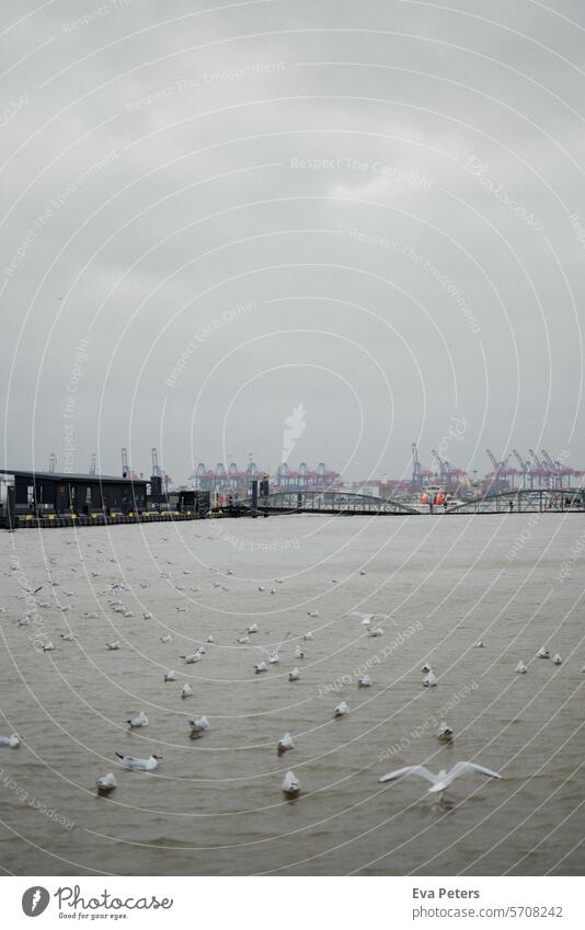 Möwen auf der Elbe während einer Sturmflut am Fischmarkt im Hamburger Hafen Möwenvögel Möven Vogel Außenaufnahme Farbfoto Himmel Hafenstadt Schifffahrt Wasser