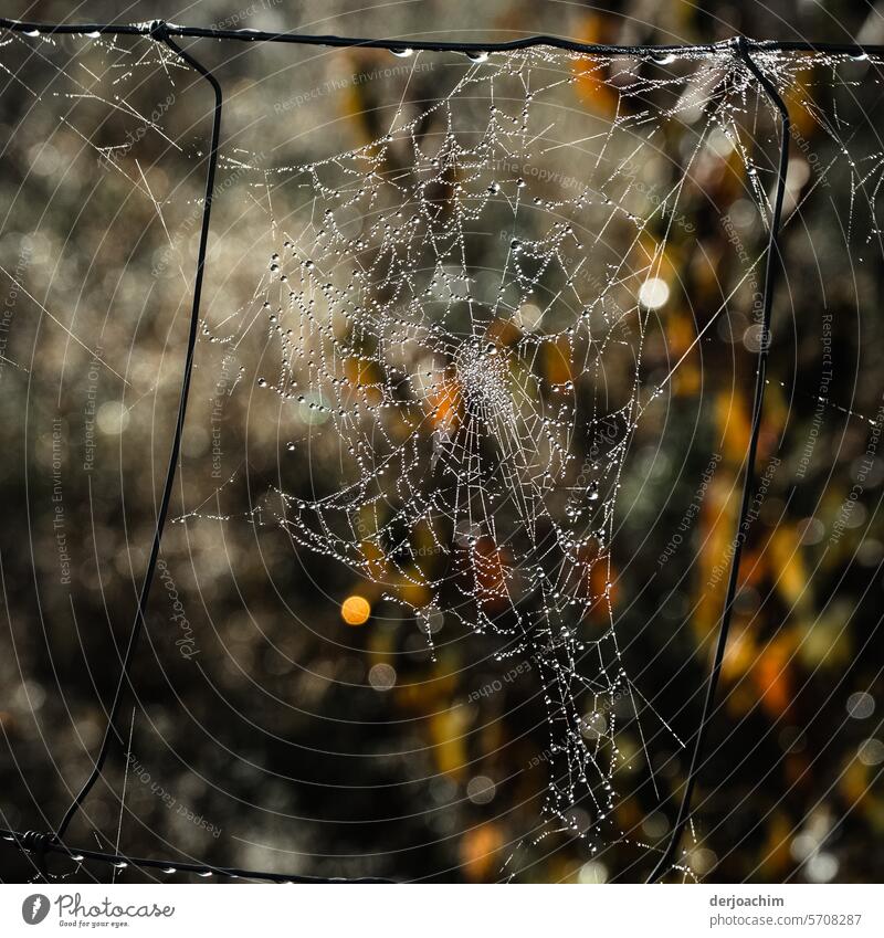 Kunstvoll gewebtes Spinnennetz mit Wassertropfen Spinnennetze Außenaufnahme Nahaufnahme Detailaufnahme natürlich Tropfen Tau nass Natur Tautropfen Menschenleer