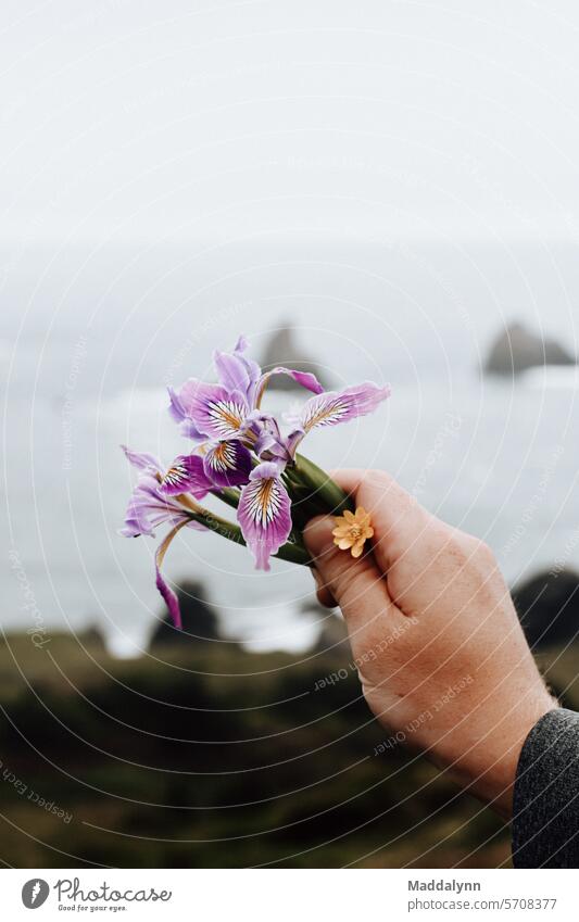 Halten Wildblumen Ästhetisch ansprechendes Bild mit dem Pazifischen Ozean im Hintergrund Stimmung Blumen Blumenstrauß geblümt Ordnung Kräuterbuch natürlich