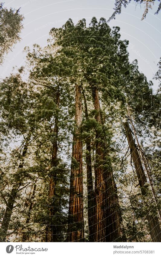 Landschaftliches Bild von Bäumen im Redwood Forest Wald Mammutbaum Baum Natur Wachstum Außenaufnahme Farbfoto hoch Umwelt Ferien & Urlaub & Reisen grün Wildnis