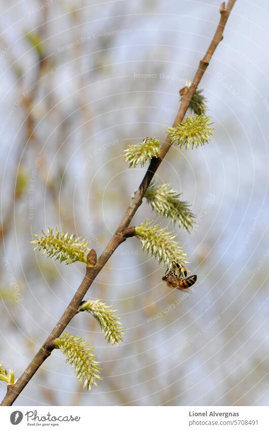 Eine schöne Biene sammelt Pollen unter grünen Blüten einer Pflanze mit einem verschwommenen Hintergrund hängen Insekt Vorbau Blume Makro braun Natur
