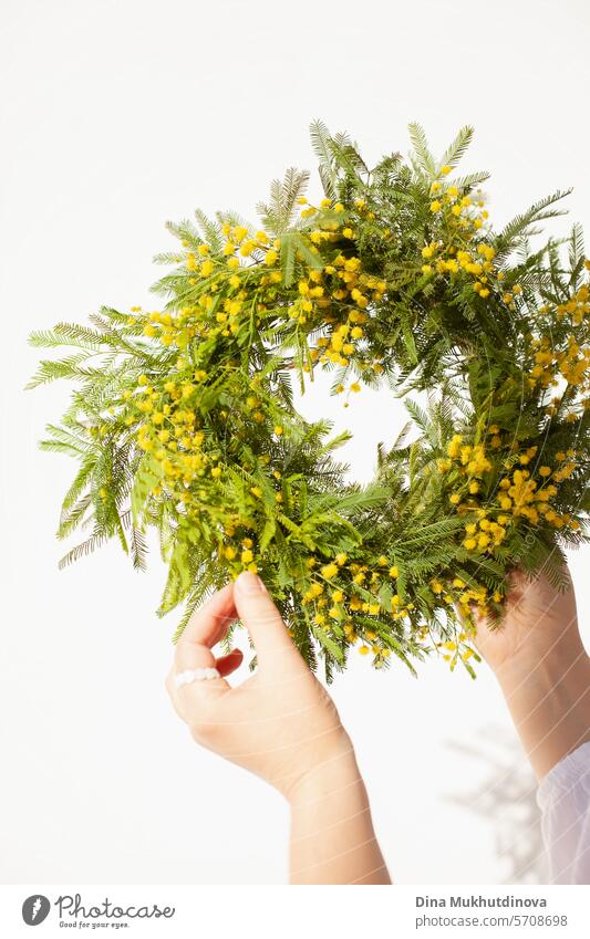 weibliche Hände halten schönen Kranz mit gelben Mimosen Frühlingsblumen. Frische elegante Wohnkultur. Florist Arbeit. Totenkranz Blumen Salon Vase Dekor