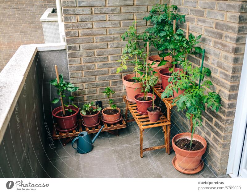 Gemüsegarten auf dem Balkon einer Wohnung mit Pflanzen, die in Keramiktöpfen wachsen urban Garten Topf Terrasse wachsend Wachstum organisch ökologisch