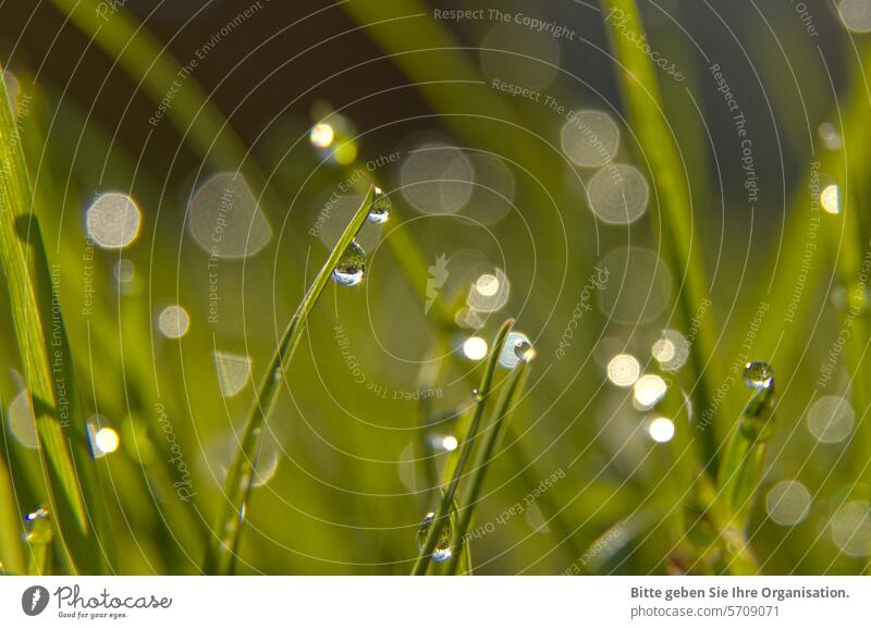 Gras mit Tautropfen im Gegenlicht Grün Wasser Wassertropfen Nahaufnahme Bokeh Reflexionen Froschperspektive nass Tropfen Detailaufnahme Natur Morgen Pflanze
