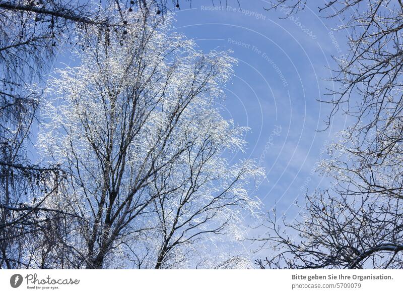 Mit Eis bereifte Birke vor blauem Himmel im Wald. Winter Blauer Himmel Frost Baum Natur kalt Landschaft Wolken schönes Wetter