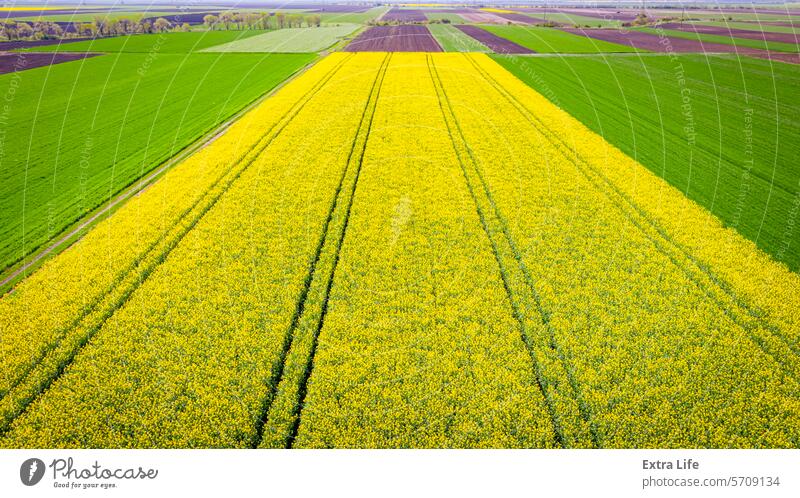 Rapsfeld, blühende Rapsblüten, leuchtend gelbe Blüte abstrakt landwirtschaftlich Ackerbau unter Biokraftstoff Blütezeit Überstrahlung Rapsöl Müsli Ernte