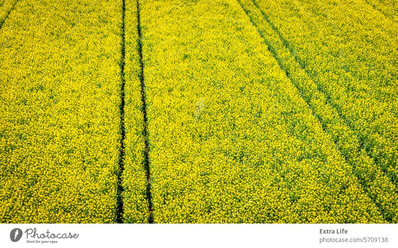 Rapsfeld, blühende Rapsblüten, leuchtend gelbe Blüte abstrakt landwirtschaftlich Ackerbau unter Hintergrund Biokraftstoff Blütezeit Überstrahlung Rapsöl Müsli