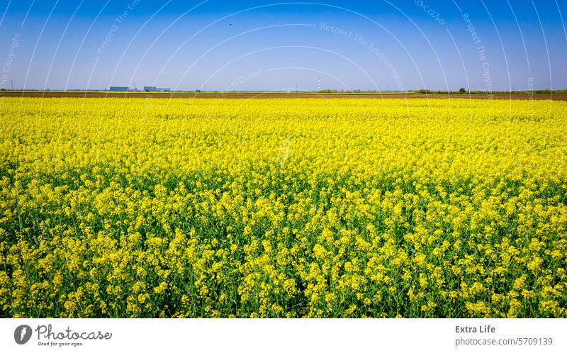 Rapsfeld, blühende Rapsblüten, leuchtend gelbe Blüte abstrakt landwirtschaftlich Ackerbau Agronomie Biokraftstoff Blütezeit Überstrahlung Rapsöl Müsli Land