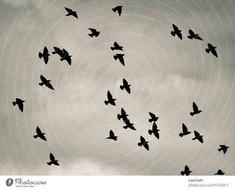 An einem rabenschwarzen Tag Vögel Raben Krähen dunkel düster Himmel Wolken bewölkt Silhouette Schwarzweißfoto Rabenvögel fliegen Vogelschwarm