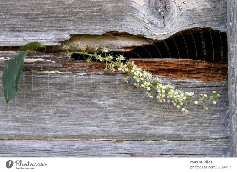 Weißer Blumenstängel mit grünem Blatt in rustikaler Holzscheune Natur geblümt Vorbau grüne Blätter botanisch Scheune Gutshaus ländlich Land simpel