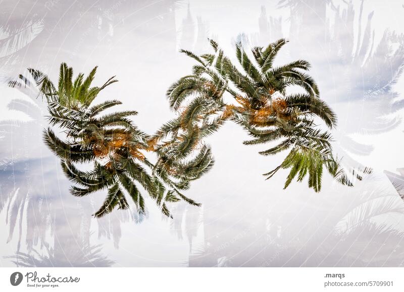 Unter Palmen (4900) Doppelbelichtung abstrakt Natur Froschperspektive Paradies Perspektive Erholung Sommerurlaub Freiheit Ferien & Urlaub & Reisen Lifestyle