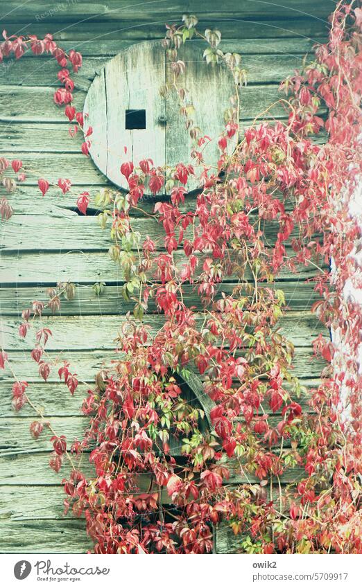 Entziffertes Zifferblatt Uhrturm alt Holz Bretter Gebäude Kapelle Fenster zugewachsen schäbig marode Vergänglichkeit Herbst Blätter Laubfärbung Verfall