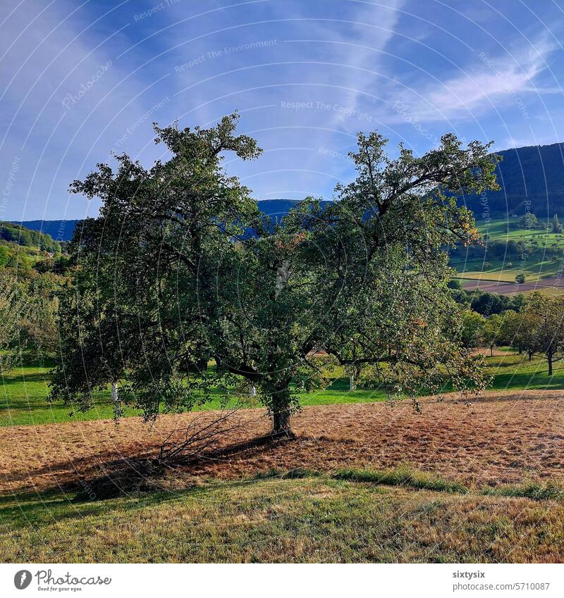 Baum im Sommer auf Streuobstwiese Wiese Sommerzeit Gras Blauer Himmel Sonne Kulturlandschaft Biosphäre Landschaft Schönes Wetter Umwelt Sonnenlicht Wolken blau