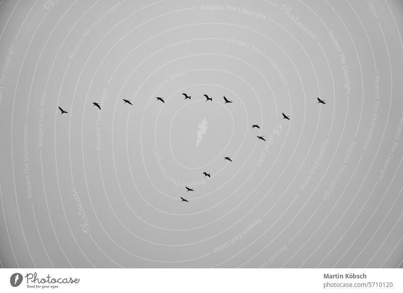 Kraniche fliegen in V-Formation in den Himmel. Zugvögel auf dem Darss. schwarz weiß Frühling Süden Zugvogel Air Menschengruppe schön grau revoltijo Hintergrund