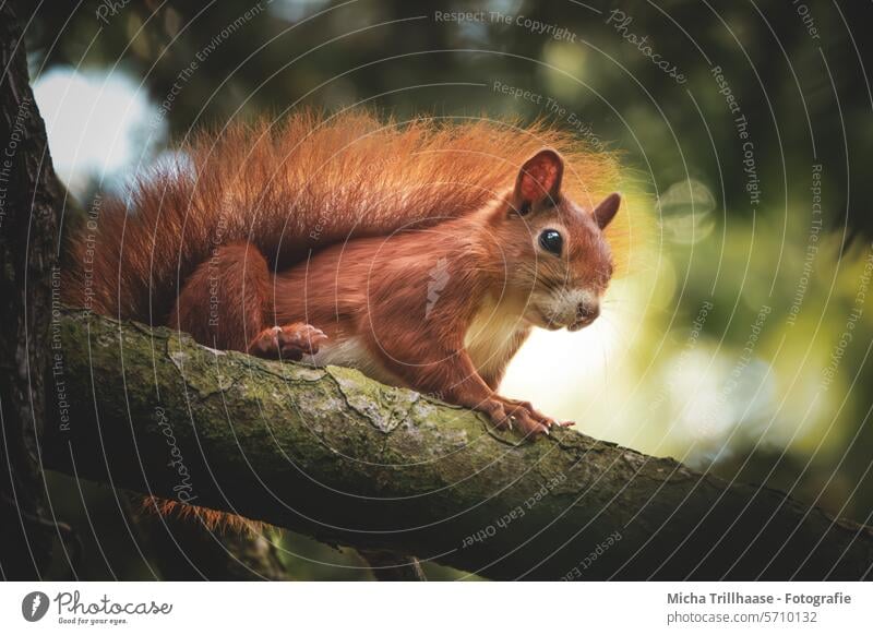 Eichhörnchen auf einem Ast im Baum Sciurus vulgaris Tiergesicht Kopf Auge Nase Maul Ohr Schwanz Pfoten Krallen Fell Nagetiere Wildtier nah niedlich Tierporträt