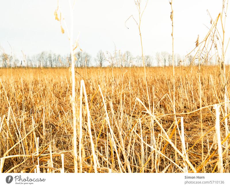 Getreidefeld mit Baumreihe im Hintergrund Ähren Bäume Landwirtschaft Feld Nutzpflanze Ackerbau Ernte Ernährung Kornfeld Horizont Nutzfläche Agrarwirtschaft