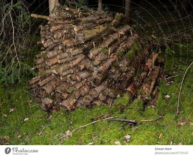 Holzstoß auf einem Moosbett im Wald Holzstoss Äste Holzvorrat Brennholz Waldboden Holzstapel Forstwirtschaft Brennstoff Äste und Zweige Zweige u. Äste Nutzholz