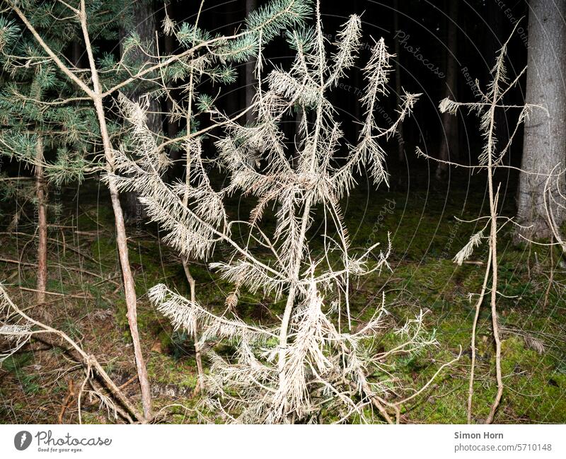gespenstische Pflanze im Wald unheimlich mystisch geheimnisvoll Nacht Waldgebiet dunkel Verästelung gruselig Kontrast hell und dunkel Skelett skelettartig