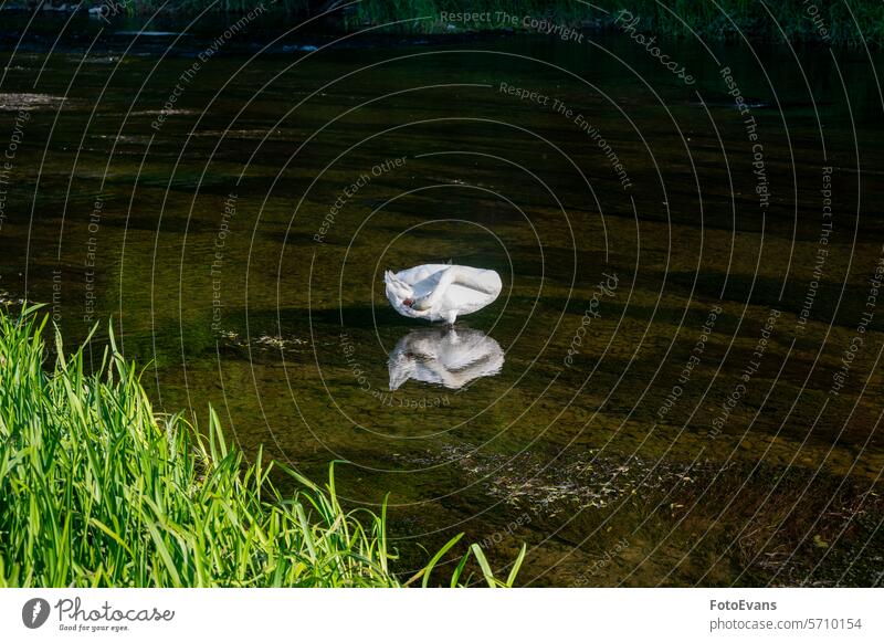 Ein Schwan steht im Wasser und putzt sich cygnus Lebewesen Ente Gefiederpflege Natur Deutschland Tag Hintergrund Tier fluffig gefiedertes Tier wild außerhalb