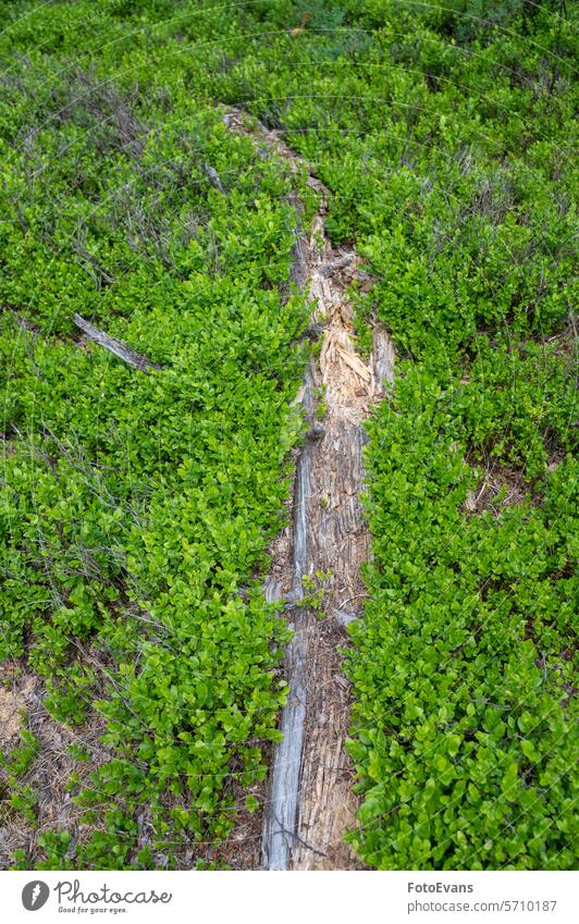 Alter Baumstamm liegt im Moor Moorlandschaft Feuchtgebiet Naturschutzgebiet Birke Pflanzen UNESCO-Biosphärenreservat Rhön Deutschland Land nass fallen Regenmoor