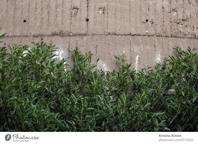 sträucher am beton sichtbeton wand mauer fassade gebäude architektur gebüsch pflanze kirschlorbeer lorbeerkirsche farbe farbspritzer weiß struktur textur