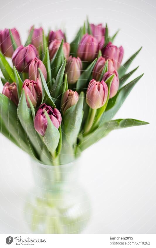 von schräg oben fotografierter Tulpenstrauß mit violetten Tulpen in einer Glasvase Aufmerksamkeit Geschenk Frauentag Muttertag Pflanze Blumen Farbfoto