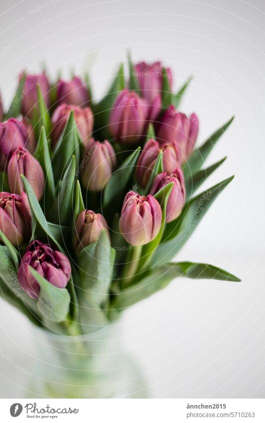 Tulpenstrauß mit violetten Tulpen in einer Glasvase lila Blüte Strauß Blumenstrauß Blühend grün Frühling Farbfoto Geschenk Frauentag Dekoration & Verzierung