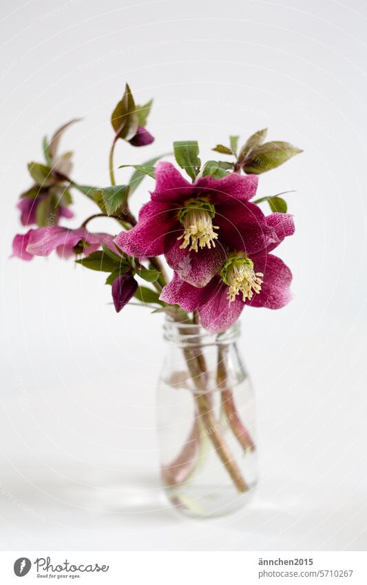 Ein kleiner Strauß Christrosen in einer Glasvase Pflanze Blumen Natur Farbfoto Blühend Blüte Garten Frühling Nahaufnahme Detailaufnahme lila Winter Hoffnung