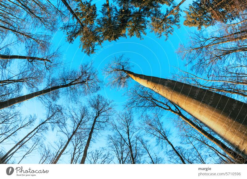 Bäume wachsen hoch hinaus Wald Baumwipfel riesig Himmel blau Natur Menschenleer Umwelt Froschperspektive laubbäume Baumkrone Schönes Wetter Blauer Himmel